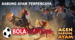 sabung ayam indonesia